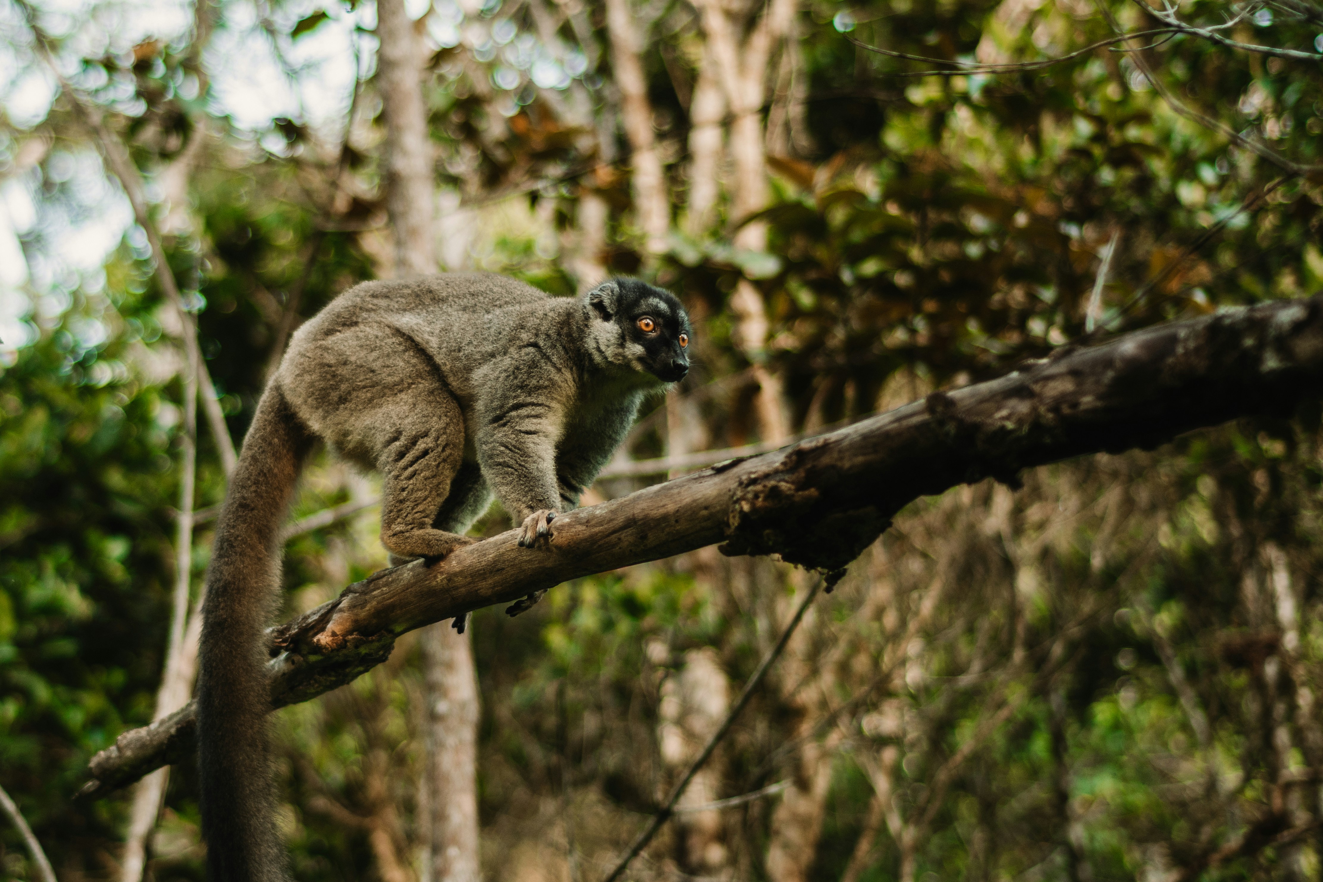 Madagascar Adventure