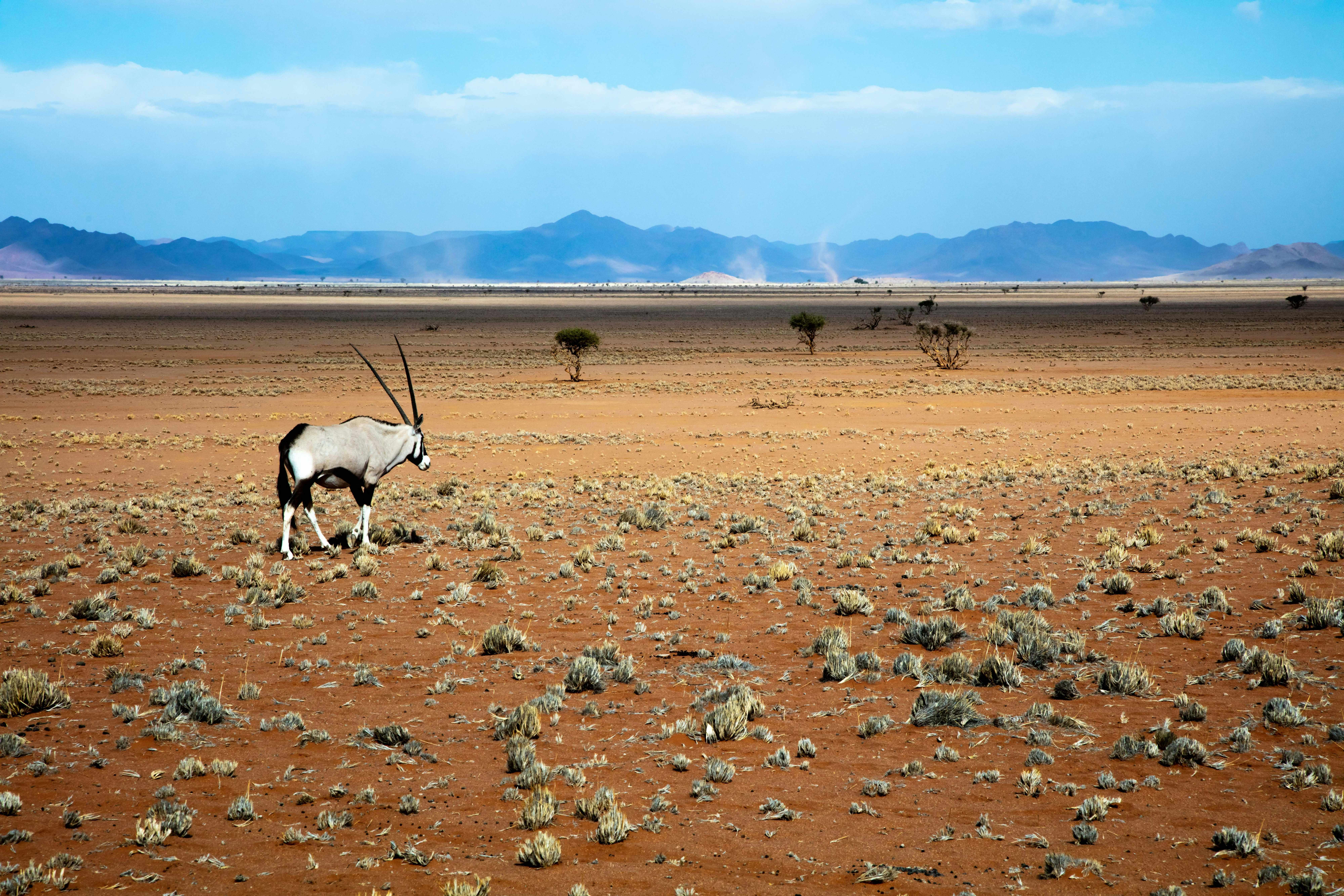 Namib Desert